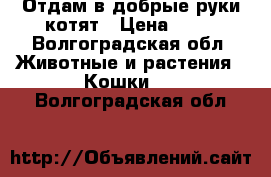 Отдам в добрые руки котят › Цена ­ 20 - Волгоградская обл. Животные и растения » Кошки   . Волгоградская обл.